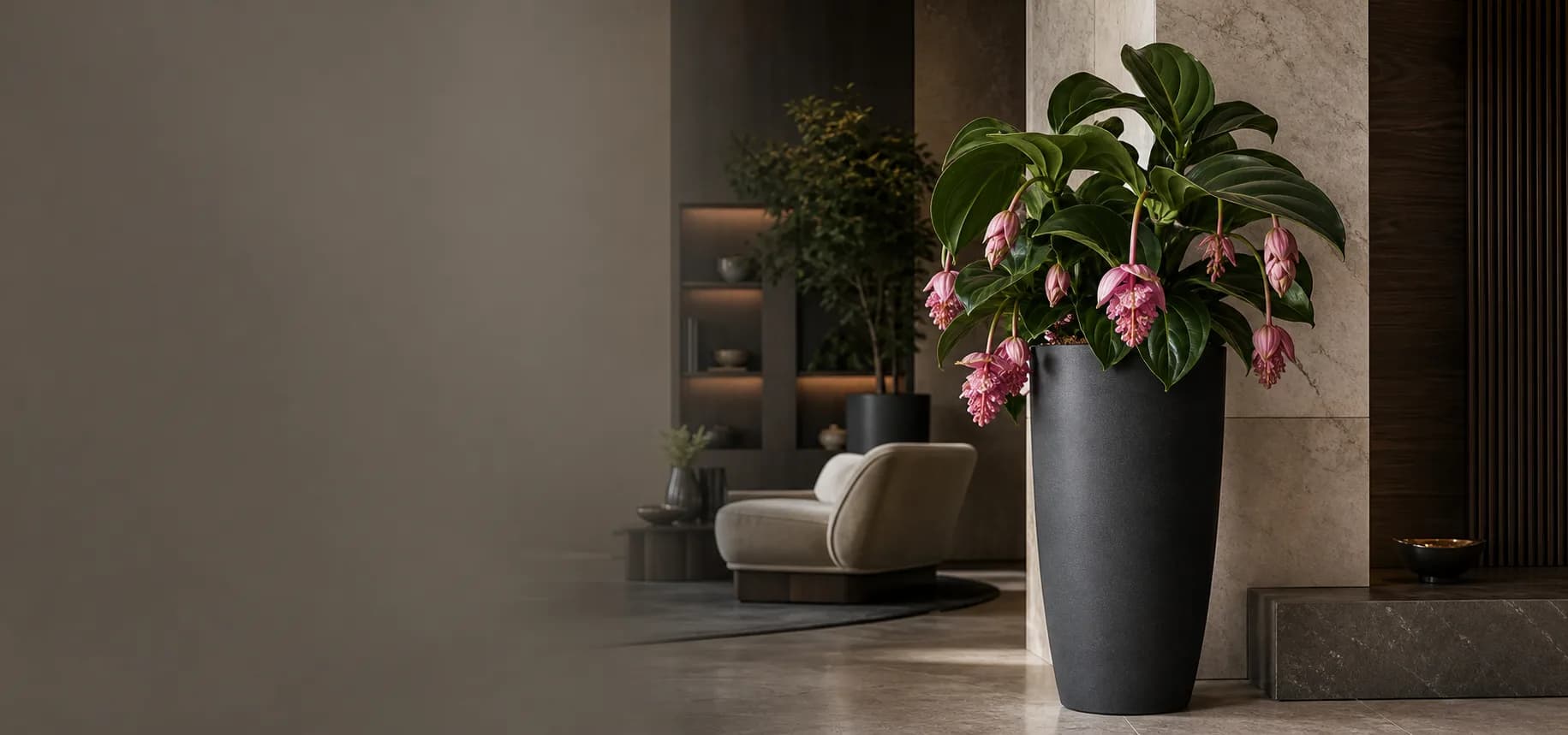 Premium interyerda gullagan medinilla bilan to‘q rangli LECHUZA guldoni